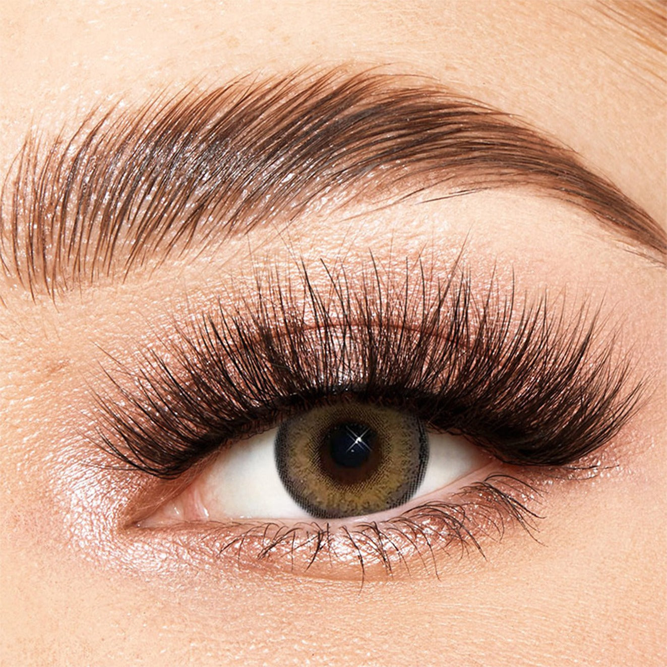 Himalaya Brown